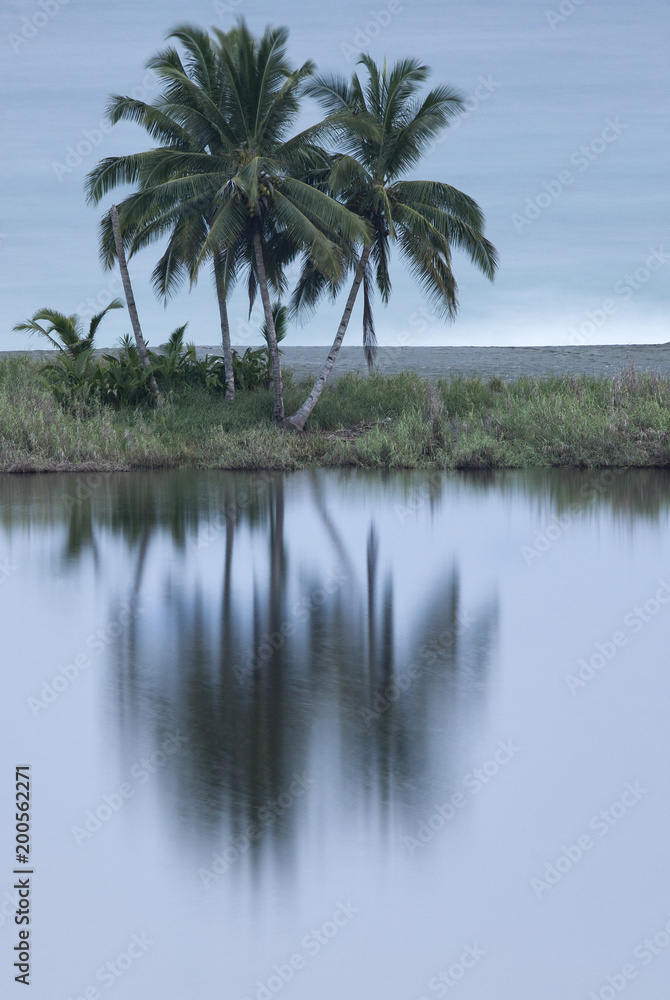 Coconut palm tree, Costa Rica