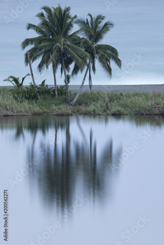 Coconut palm tree, Costa Rica