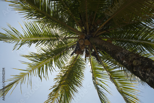 Coconut palm tree, Costa Rica