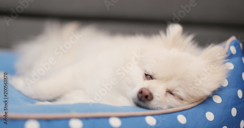 Lovely Pomeranian dog sleeping