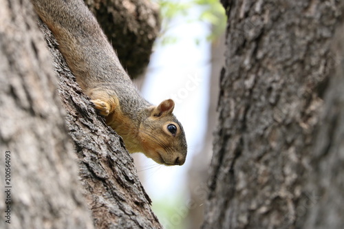 Closeup of squirrel face in tree © Cat