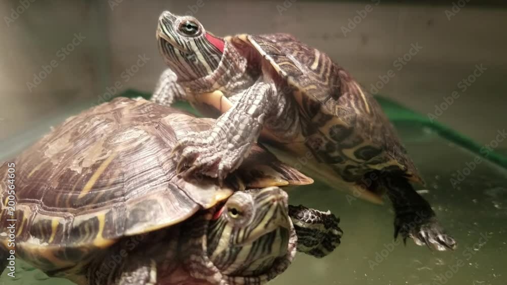 Red-Eared Slider Turtles in Tank Red-Eared Slider Turtles in Tank