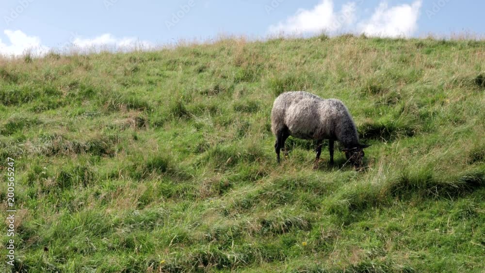 Long Shot. Gray-black sheep grazes on a green meadow, eats yellow or green grass in autumn or summer weather, standing on a mountain. Typical scenery of Norway, Scandinavia. Clean beautiful blue sky Long Shot. Gray-black sheep grazes on a green meadow, eats yellow or green grass in autumn or summer weather, standing on a mountain. Typical scenery of Norway, Scandinavia. Clean beautiful blue sky