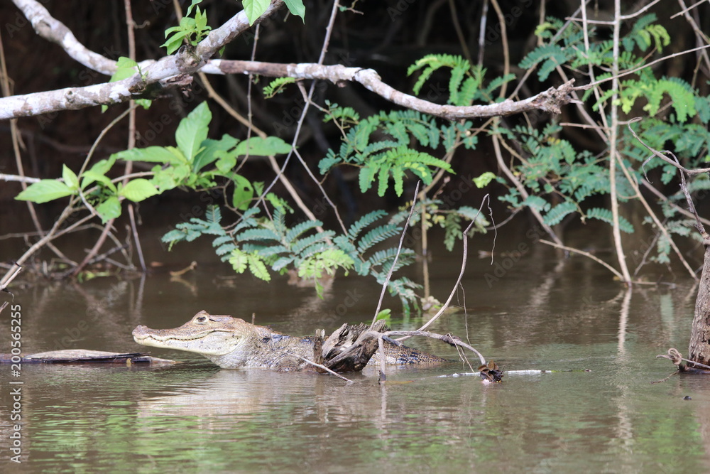 Caiman resting in the water Caiman resting in the water