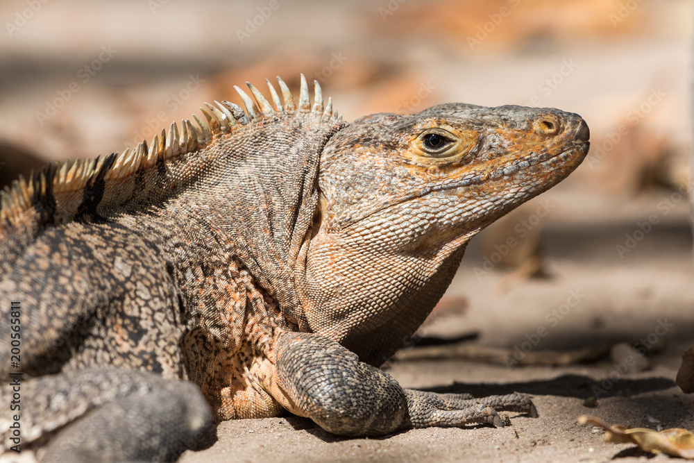 Black iguana portrait (Ctenosaura similis), Key Biscayne, Florida Black iguana portrait (Ctenosaura similis), Key Biscayne, Florida