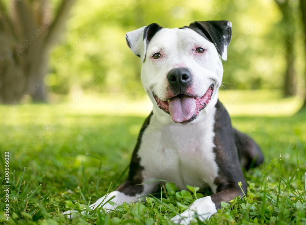 A happy American Bulldog mixed breed dog relaxing in the grass