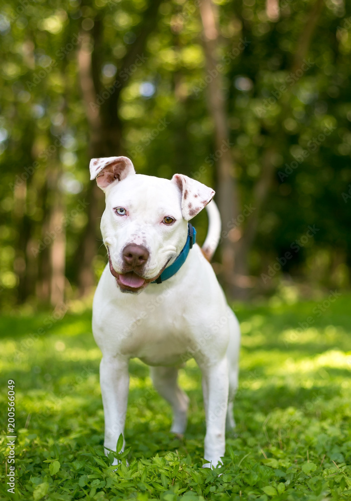 A friendly Pit Bull Terrier dog with heterochromia, one blue eye and one brown eye