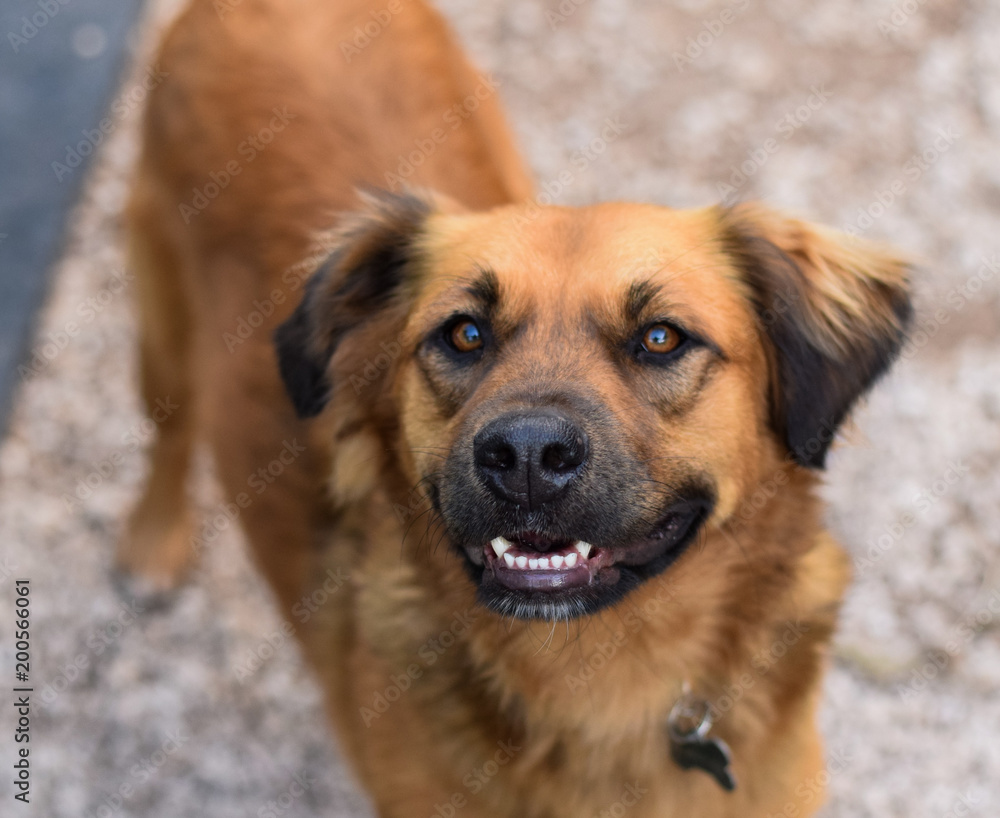 Lächelnder Hund, Golden Retriever Mix, direkt in die Kamera, mit offenem Maul und Zähnen