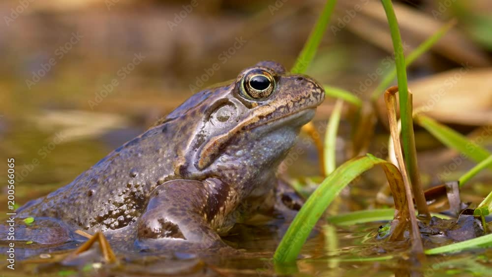 European common frog (Rana temporaria) European common frog (Rana temporaria)