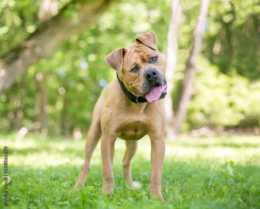 A Shar-Pei / Boxer mixed breed dog listening with a head tilt