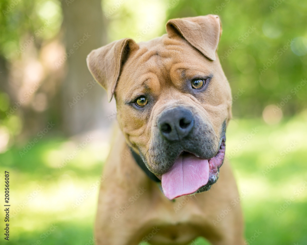 A Shar-Pei / Boxer mixed breed dog listening with a head tilt