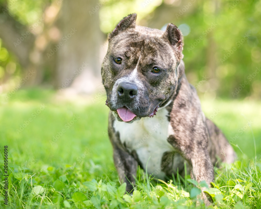A friendly Staffordshire Bull Terrier / Pit Bull dog with cropped ears