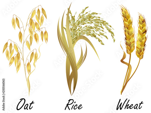 Set of cereal plants - wheat, rice and oat. Hand drawn realistic vector illustrations isolated on white background.