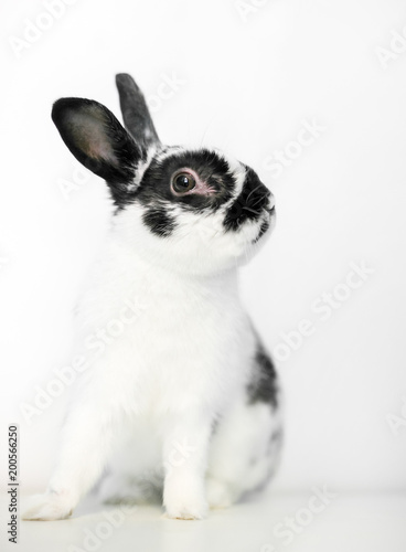 A black and white Dwarf rabbit on a white background