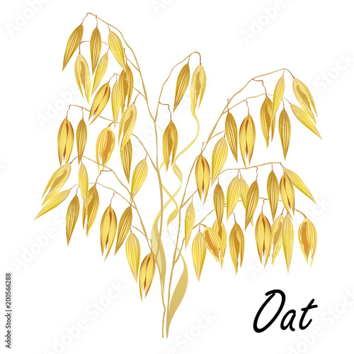 Oat (Avena sativa). Hand drawn realistic vector illustration of ripe oat ears isolated on white background for packaging design.