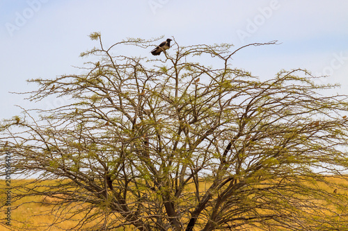 Big hooded crow and other birds on tree