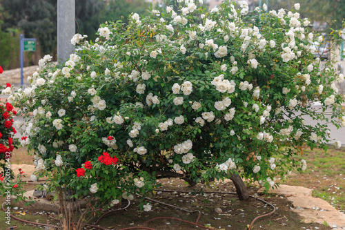 Big bush of white ripe roses and small bush of red roses