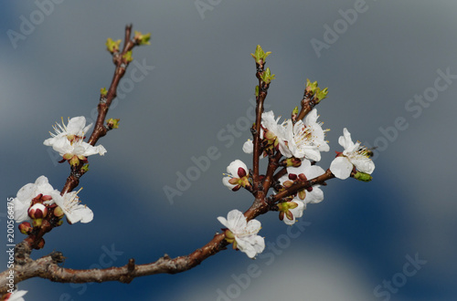White plum blossom over cloudy blue sky background 