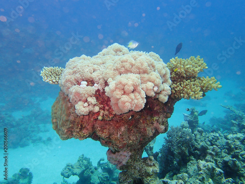 Coral reef in the Red Sea. © Stanisław Tokarski