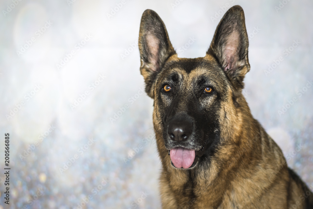 Beautiful portrait of Noble German Shepherd Dog on blurry background. Shows heads and shoulders Beautiful portrait of Noble German Shepherd Dog on blurry background. Shows heads and shoulders