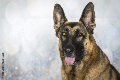 Beautiful portrait of Noble German Shepherd Dog on blurry background. Shows heads and shoulders