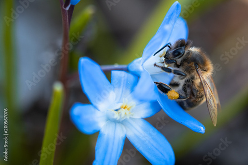 Biene beim Honigsammeln photo