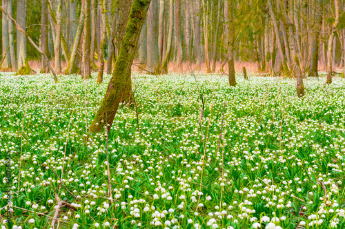 Spring snowflake flowers Leucojum vernum blooming in sunset. Early spring snowflake flowers in march. First flowers in springtime. Closeup of white spring snowflake in the forest. photo