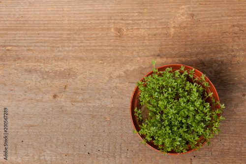 Frische Kresse im Blumentopf auf einem Holzbrett