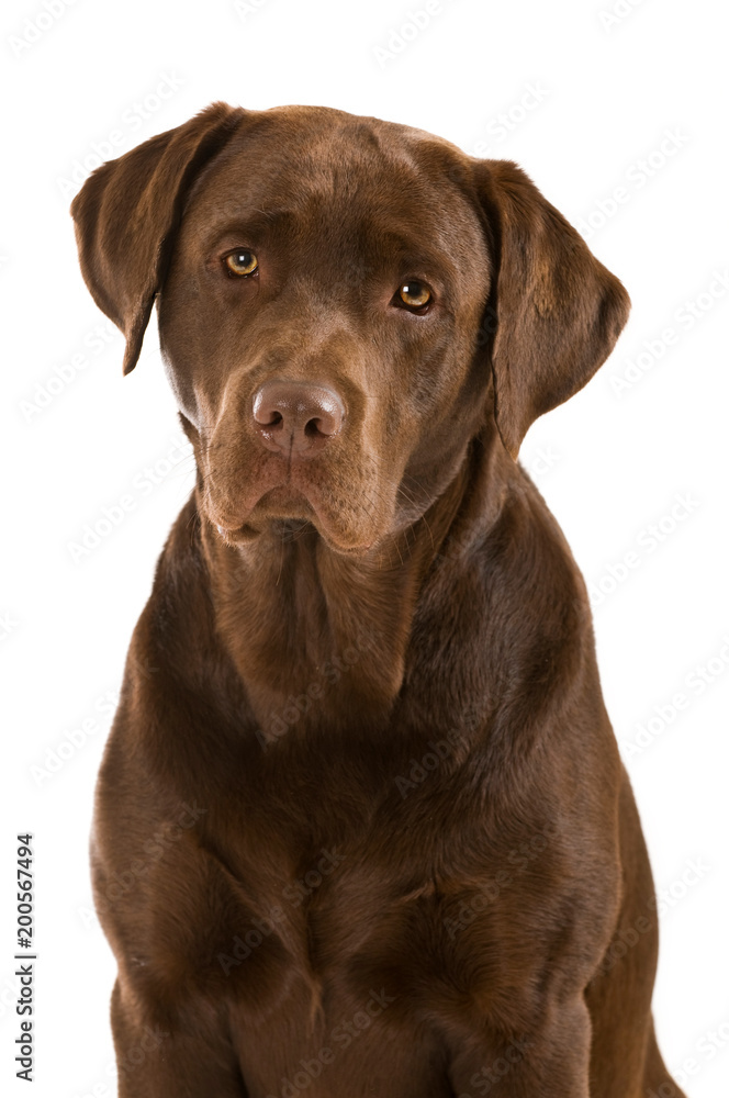 Labrador Retriever isoliert auf weißem Grund Labrador Retriever isoliert auf weißem Grund