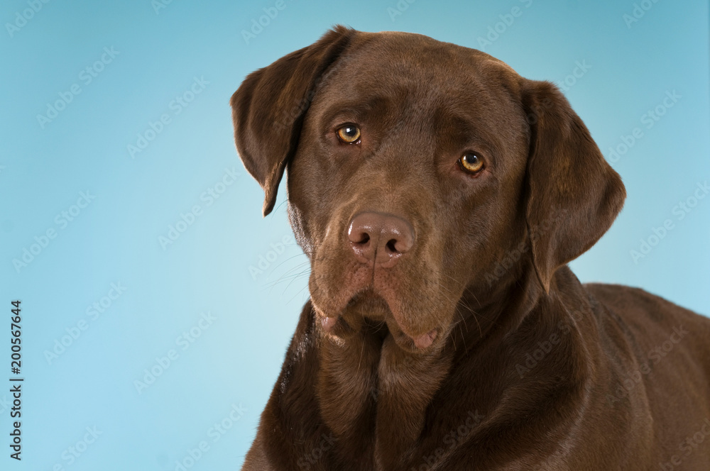 Labrador Retriever auf blauem Grund Labrador Retriever auf blauem Grund