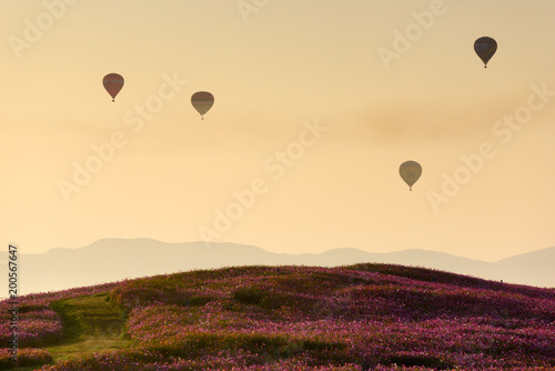 Cosmos Flower Field and Hot Air Balloon on sunrise sky.