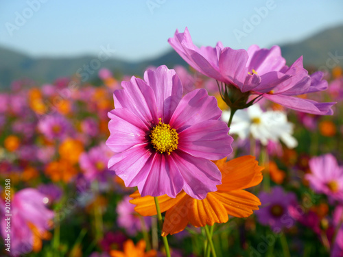 Cosmos flower background for your work.