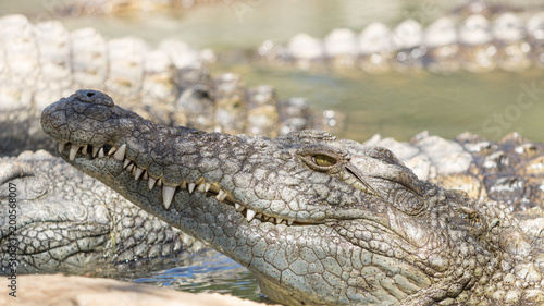 Nile Crocodile © Petrus Bester