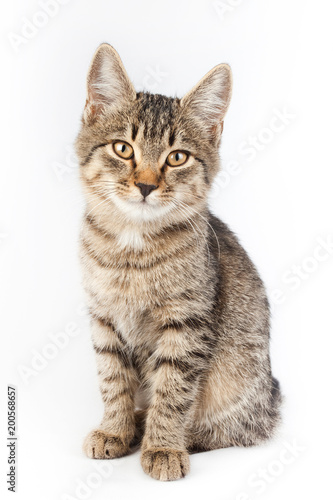 portrait of a thoroughbred striped funny cat