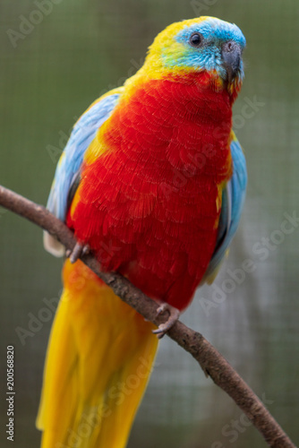 Vogel