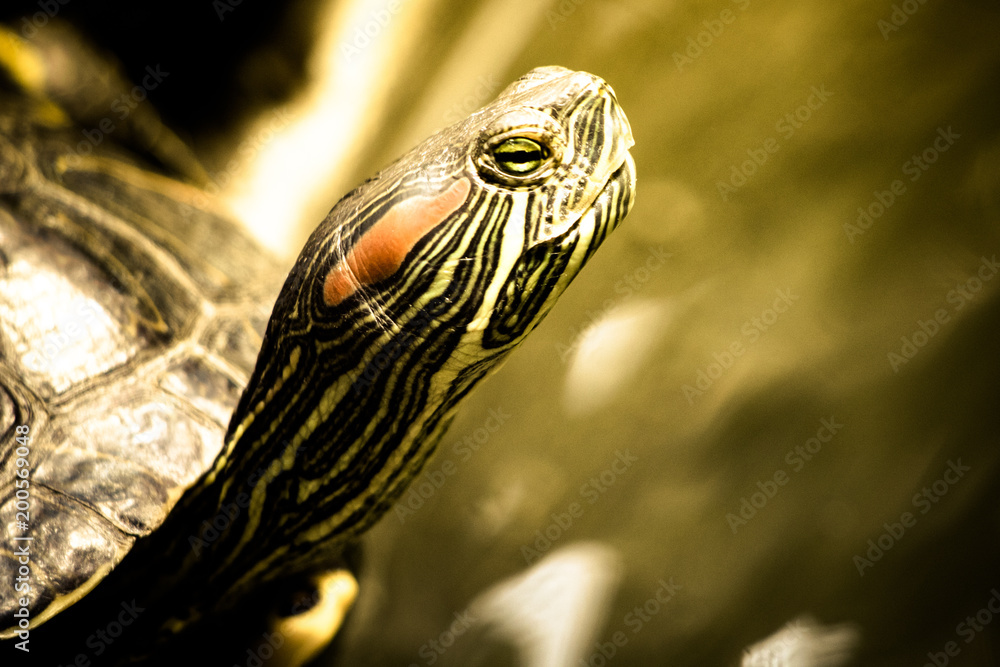 Fototapeta premium Red-Eared Terrapin