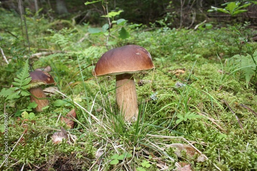 mushroom in Sweden