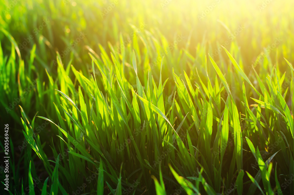 green grass texture, spring, sunny weather, natural wallpaper for design. close-up, macro