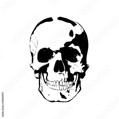 Black and white human skull