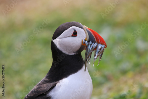 Atlantic Puffin from the Farne Islands © UniquePhotoArts