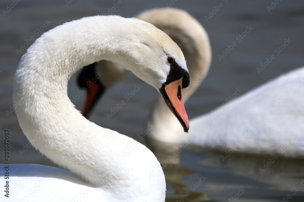 Swans in water 