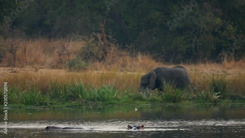 African Elephant Group Near the Nile River Grazing