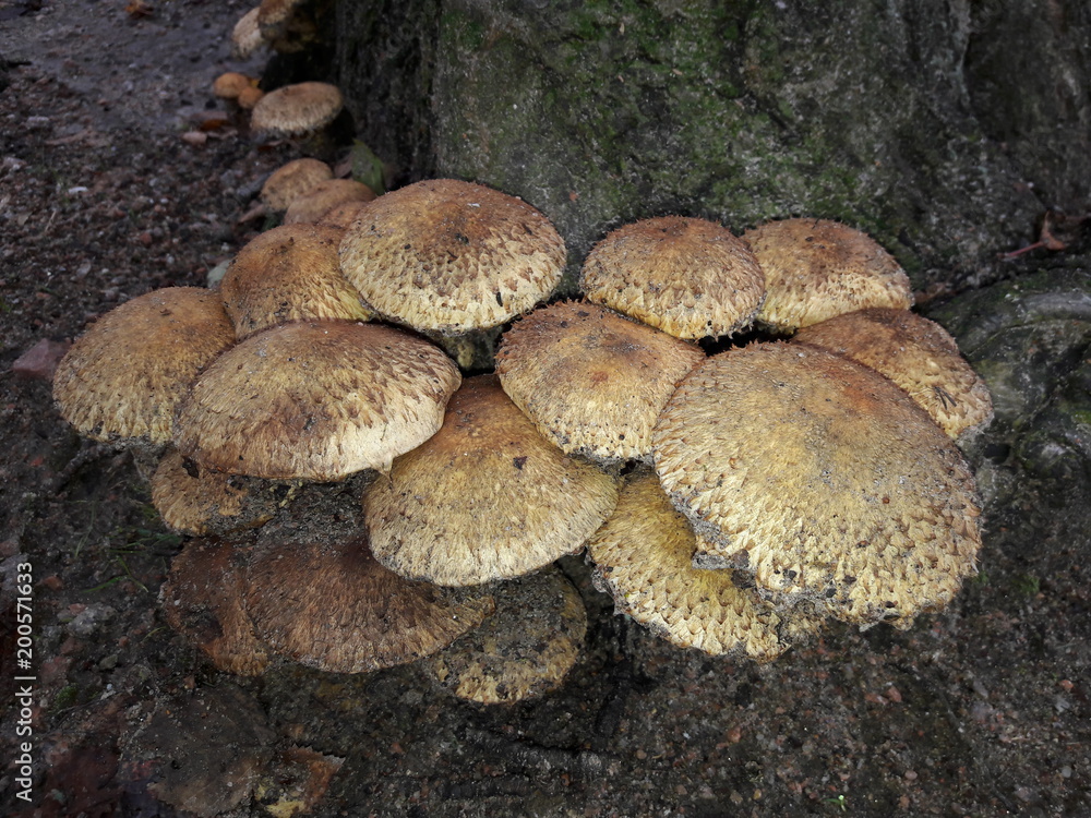Pilze an der Wurzel eines Baumes Pilze an der Wurzel eines Baumes