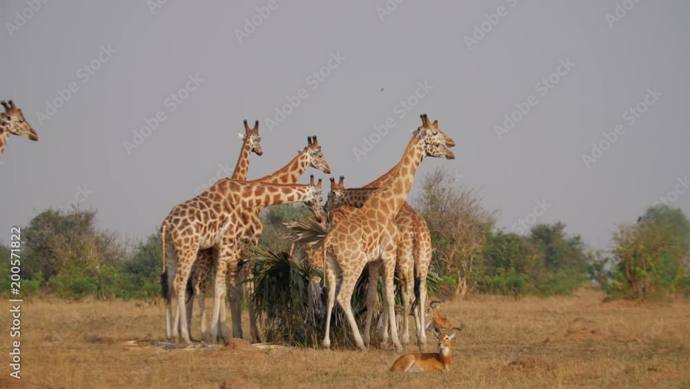 Giraffe Group with Babies Walking and Eating in the Savannah Giraffe Group with Babies Walking and Eating in the Savannah