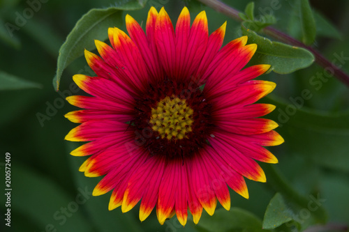 Indian Blanket photo