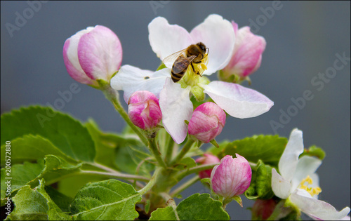 Spring bee