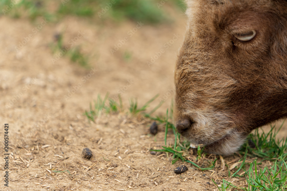 Fototapeta premium Widder