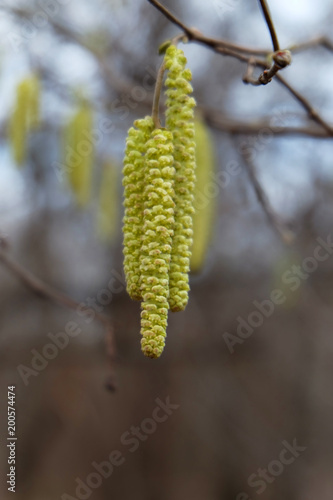 Hazel catkins on a branch in early spring.
