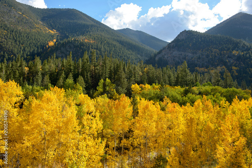 Golden Autumn - Colorful Autumn in the Colorado Rockies, Cottonwood Pass, Colorado, USA.