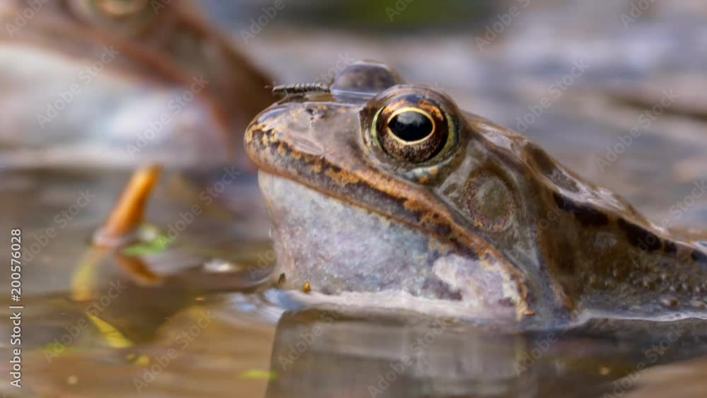European common frog (Rana temporaria) with insect European common frog (Rana temporaria) with insect